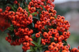 Arbusto- Pyracantha coccinea (Espino de fuego)