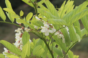 Flor de acacia