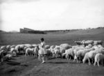 Angelines en la laguna. López Segura. 1947